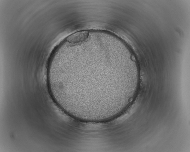 X0000112960981200910081042