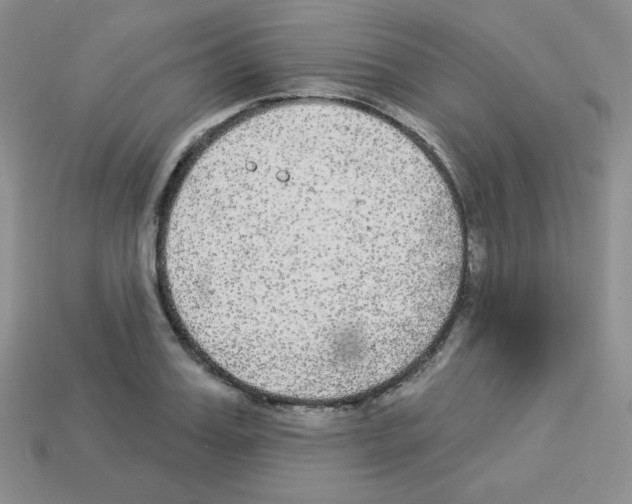 X0000112960987200910081042