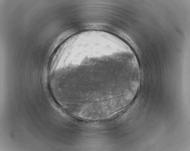 X0000112960994200910081042