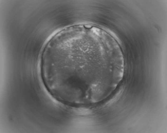 X0000112961007200910081042