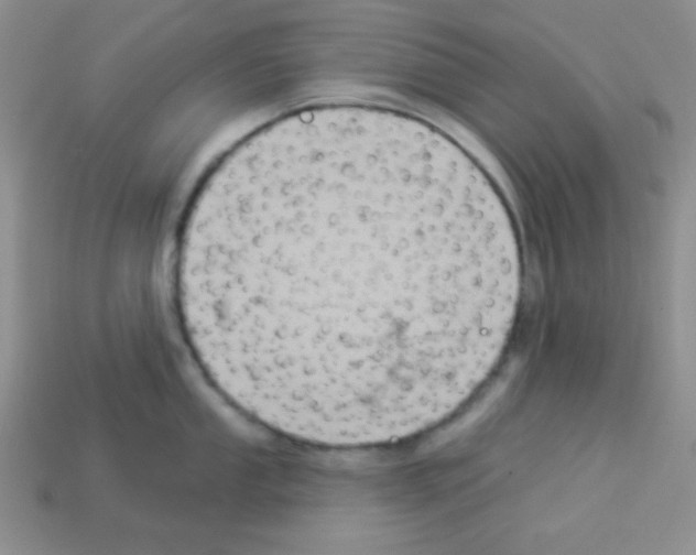 X0000112961053200910081042