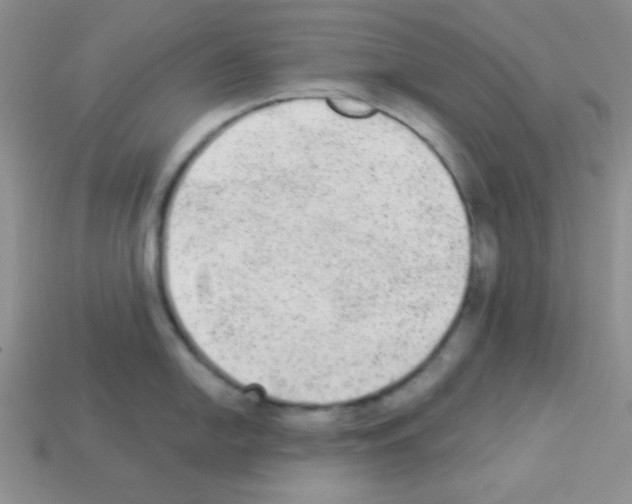 X0000112961054200910081042