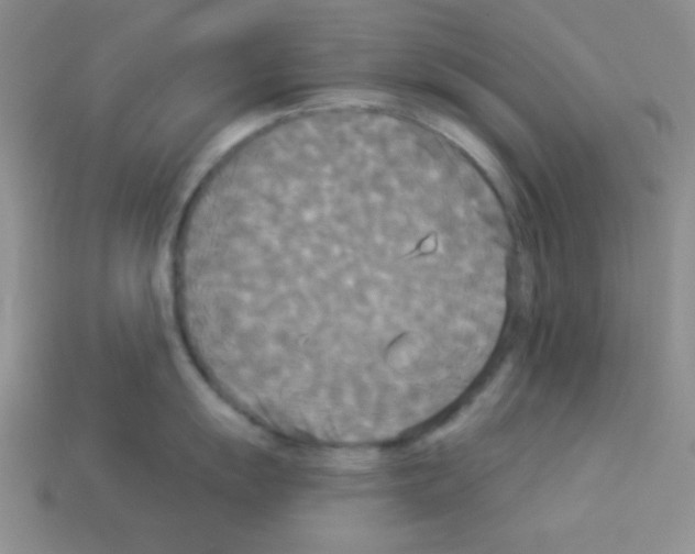 X0000112961055200910081042