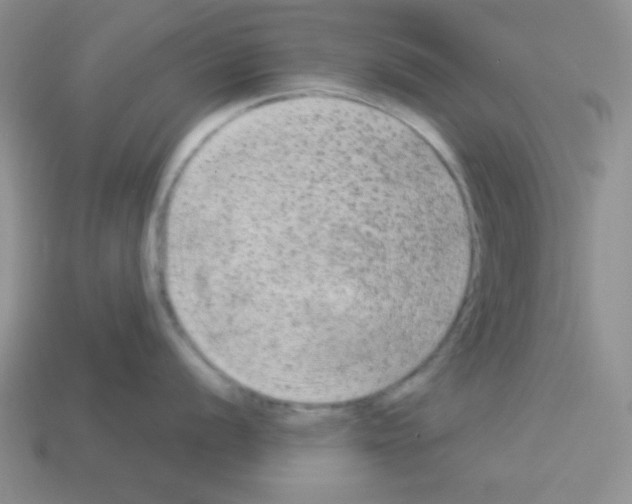 X0000112961056200910081042