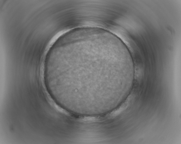 X0000112961094200910081040