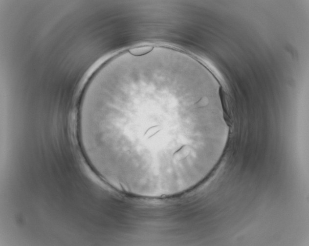 X0000112961100200910081040