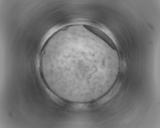 X0000112961101200910081040