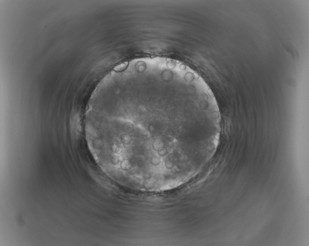 X0000112961106200910081040