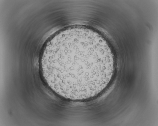 X0000112961113200910081040