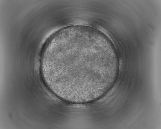 X0000112961115200910081040