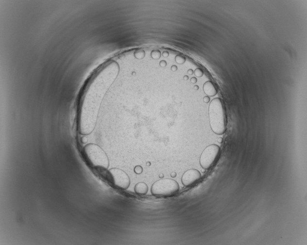 X0000112961126200910081040