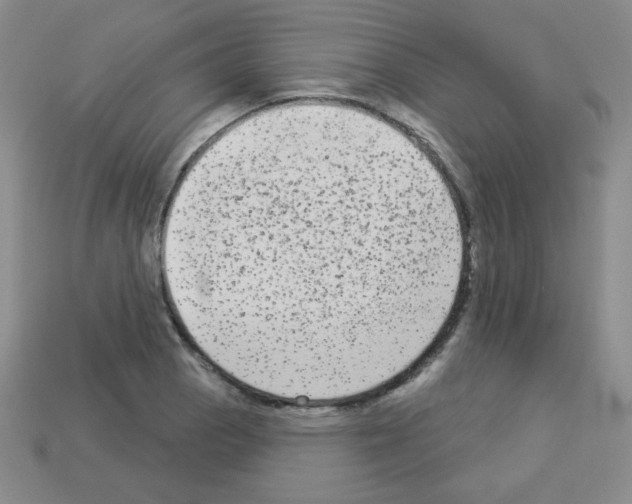 X0000112961129200910081040