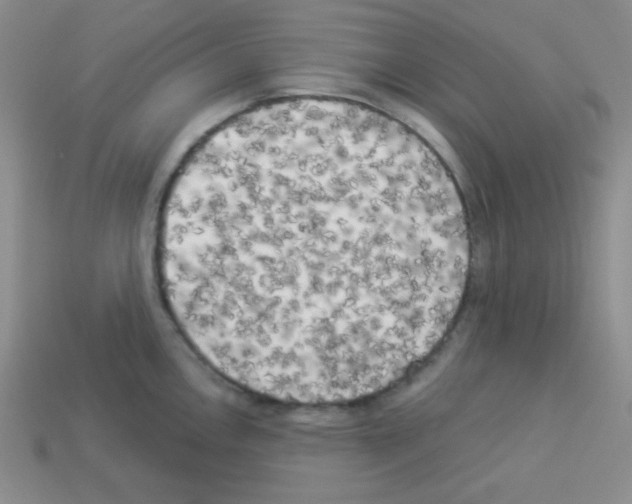 X0000112961146200910081040