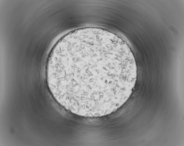 X0000112961148200910081040