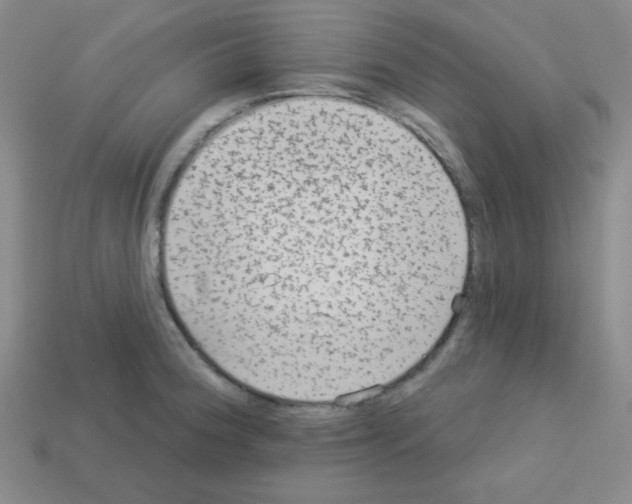 X0000112961188200910081039