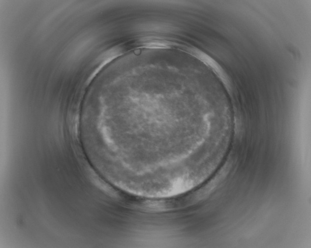 X0000112961194200910081039