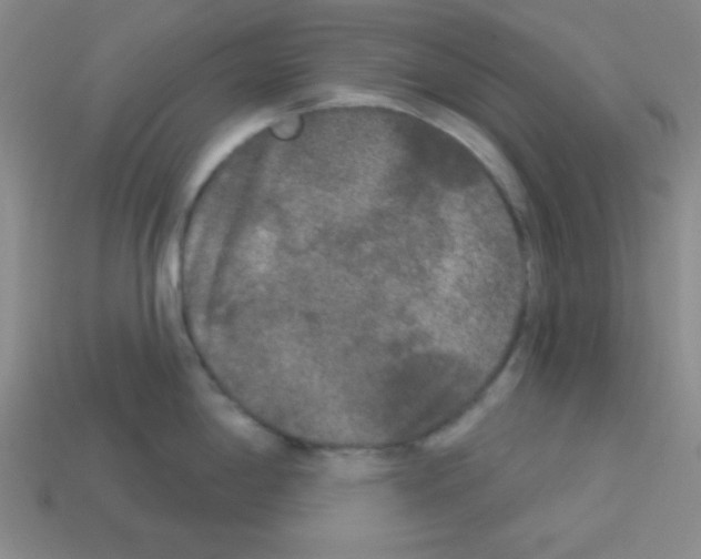 X0000112961198200910081039