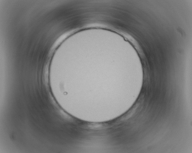 X0000112961199200910081039