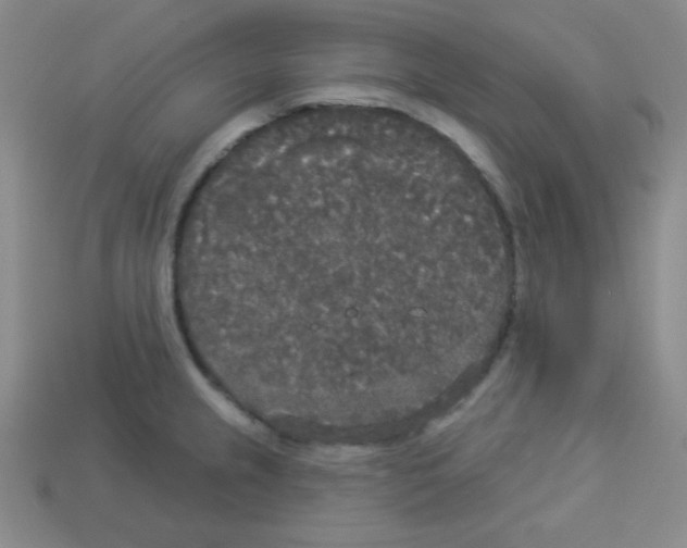 X0000112961237200910081039