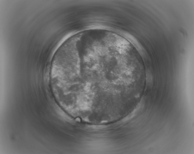 X0000112961244200910081039