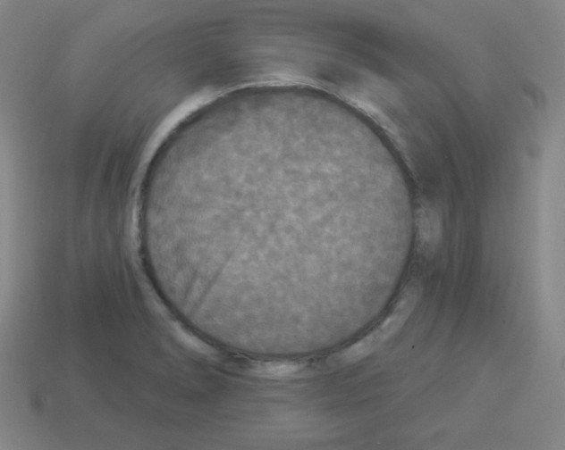 X0000112961278200910081038