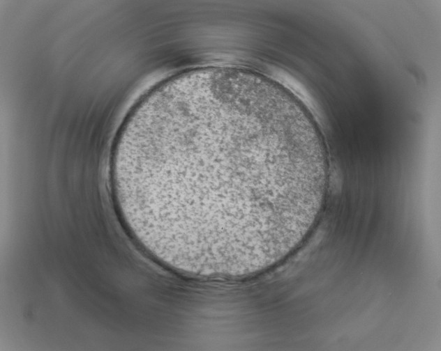 X0000112961283200910081038