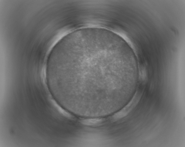 X0000112961294200910081038