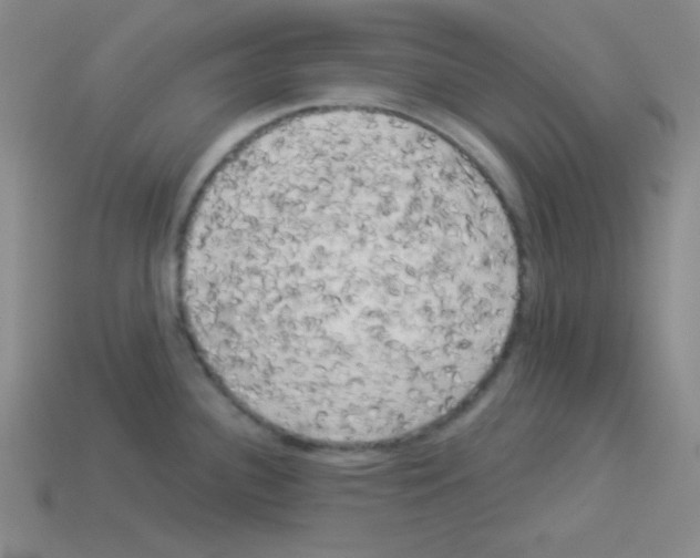 X0000112961340200910081037