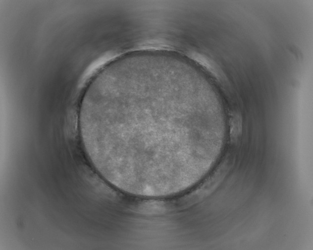 X0000112961358200910081037