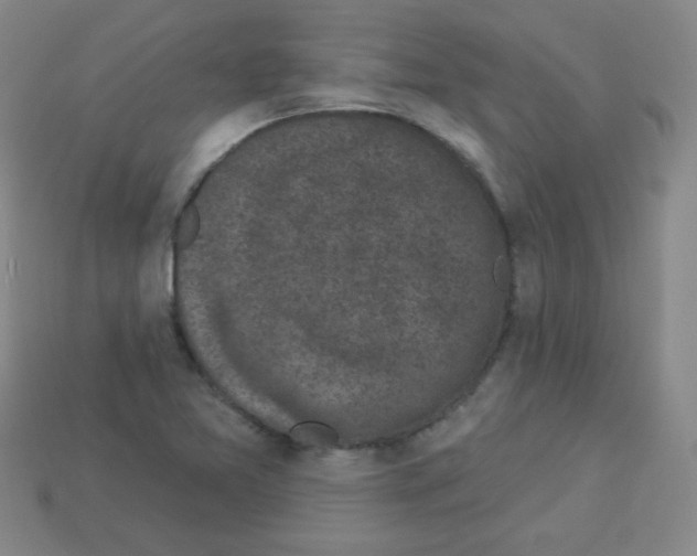 X0000112961365200910081037