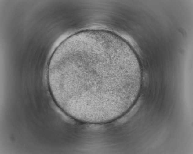 X0000112961374200910081037