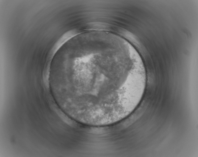 X0000112961378200910081036