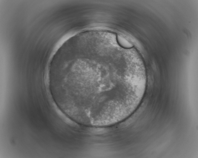 X0000112961382200910081036