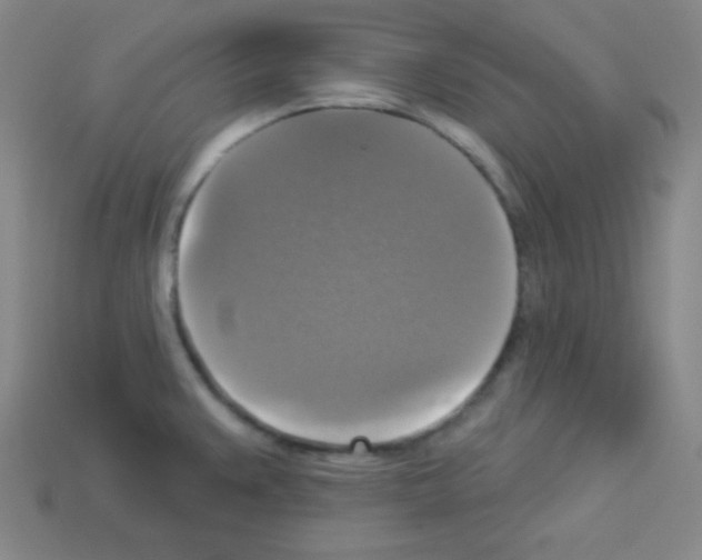 X0000112961383200910081036