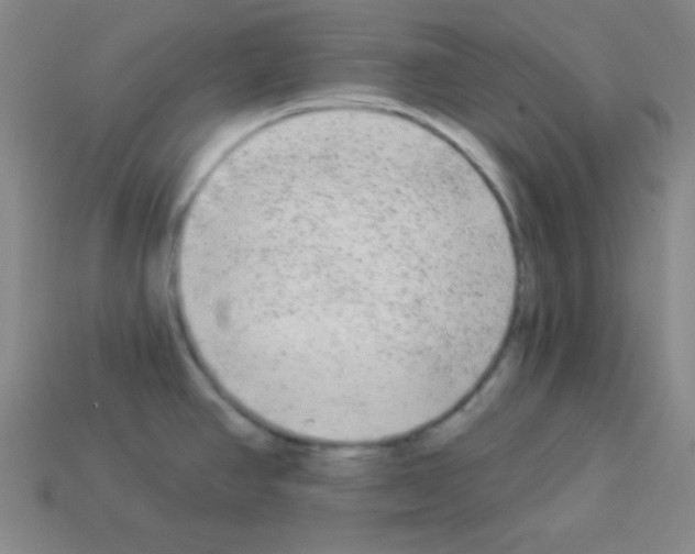 X0000112961390200910081036