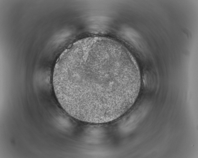 X0000112961396200910081036