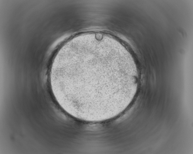 X0000112961406200910081036