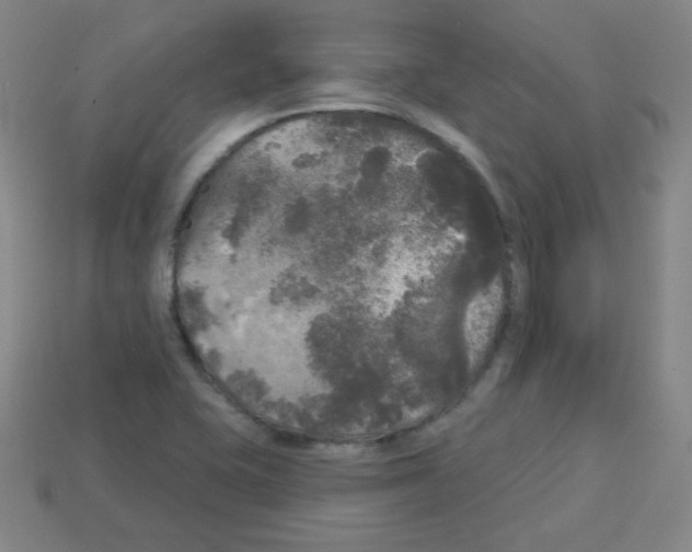 X0000112961415200910081036