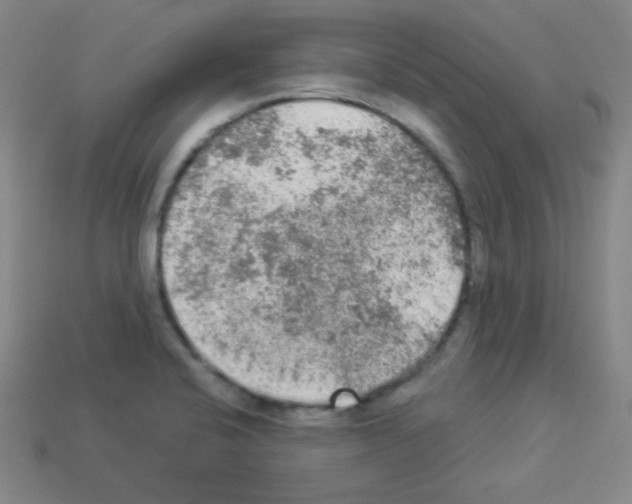 X0000112961424200910081036