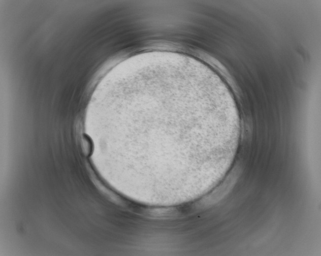 X0000112961433200910081036