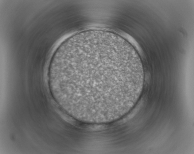 X0000112961435200910081036