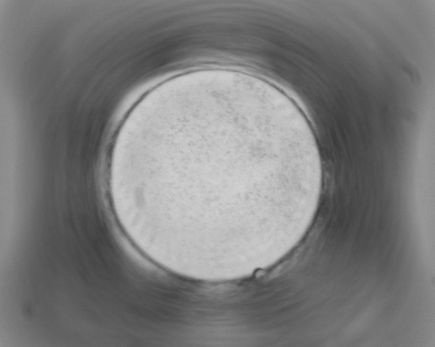 X0000112961531200910081035