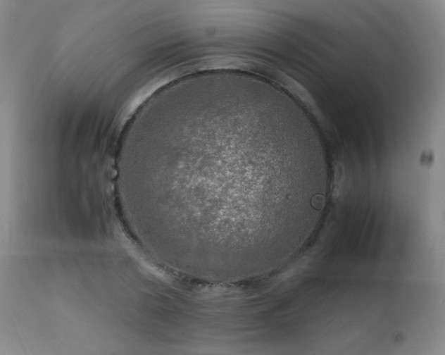 X0000112970786200908271141