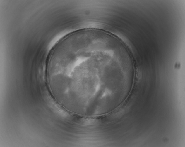 X0000112970886200908271139