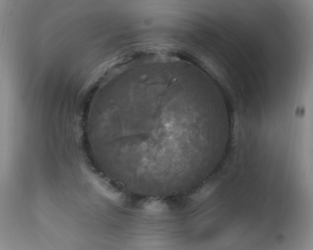 X0000112970258200909031052