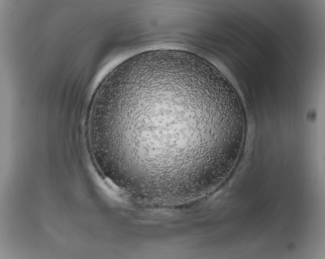 X0000112971197200909031038