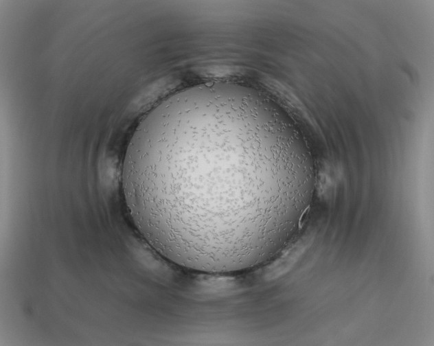 X0000112970476200909101657