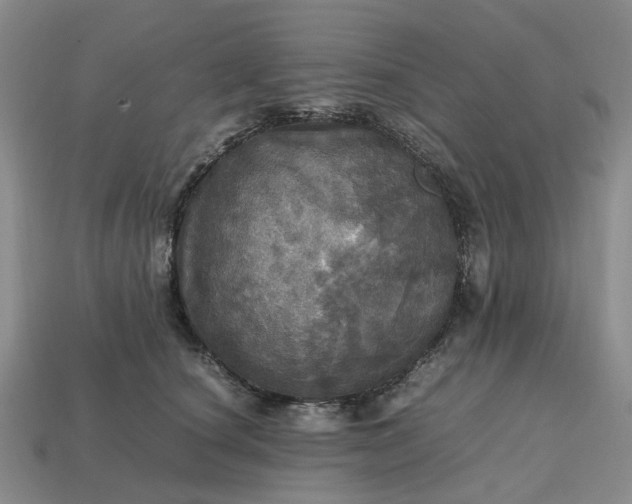 X0000112970660200909101654