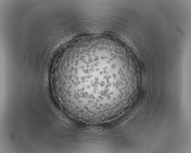 X0000112970681200909101653