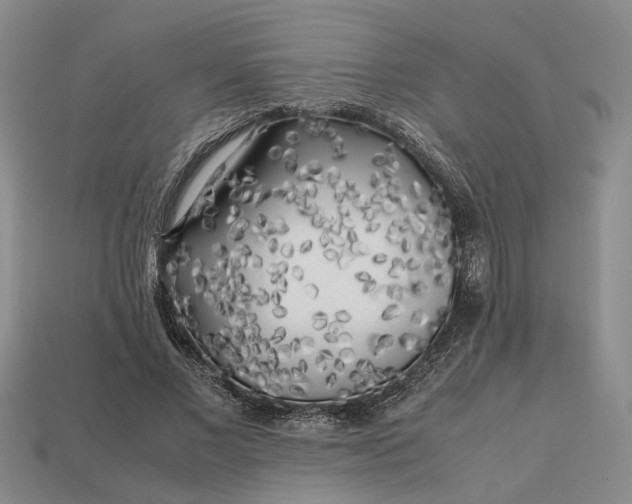 X0000112970685200909101653